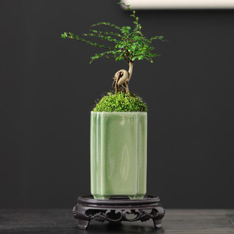 도자기 광장 청자 유약 난초 화분 분재 꽃병 식물 냄비 - Bonsai Garden Art 리뷰 및 가격