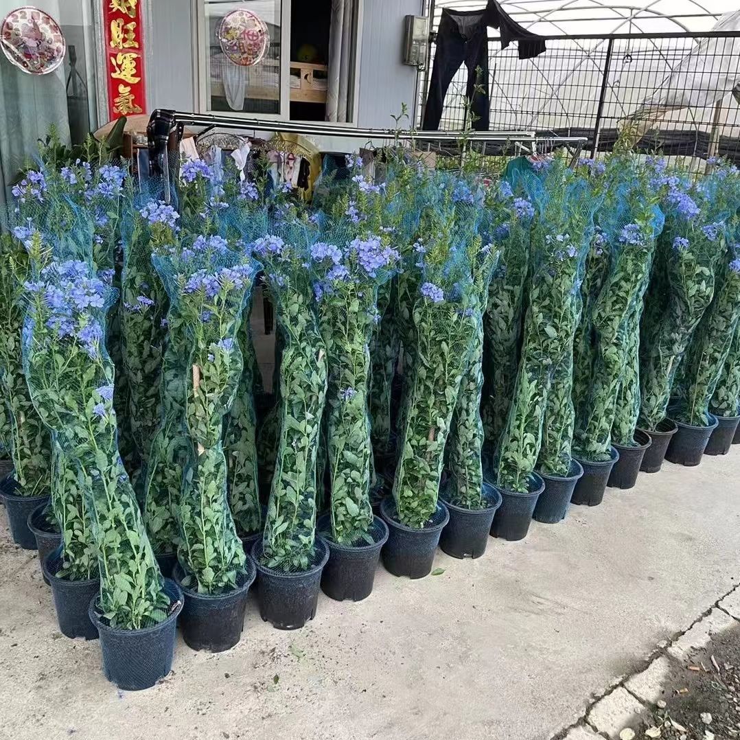 10m 30m 50m 화분 보호망 꽃 운송 보호망 커버 - Bonsai Garden Pot 리뷰 및 가격