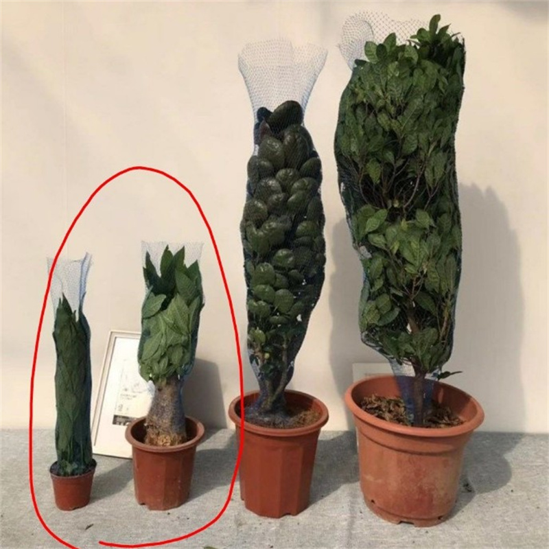 10m 30m 50m 화분 보호망 꽃 운송 보호망 커버 - Bonsai Garden Pot 리뷰 및 가격